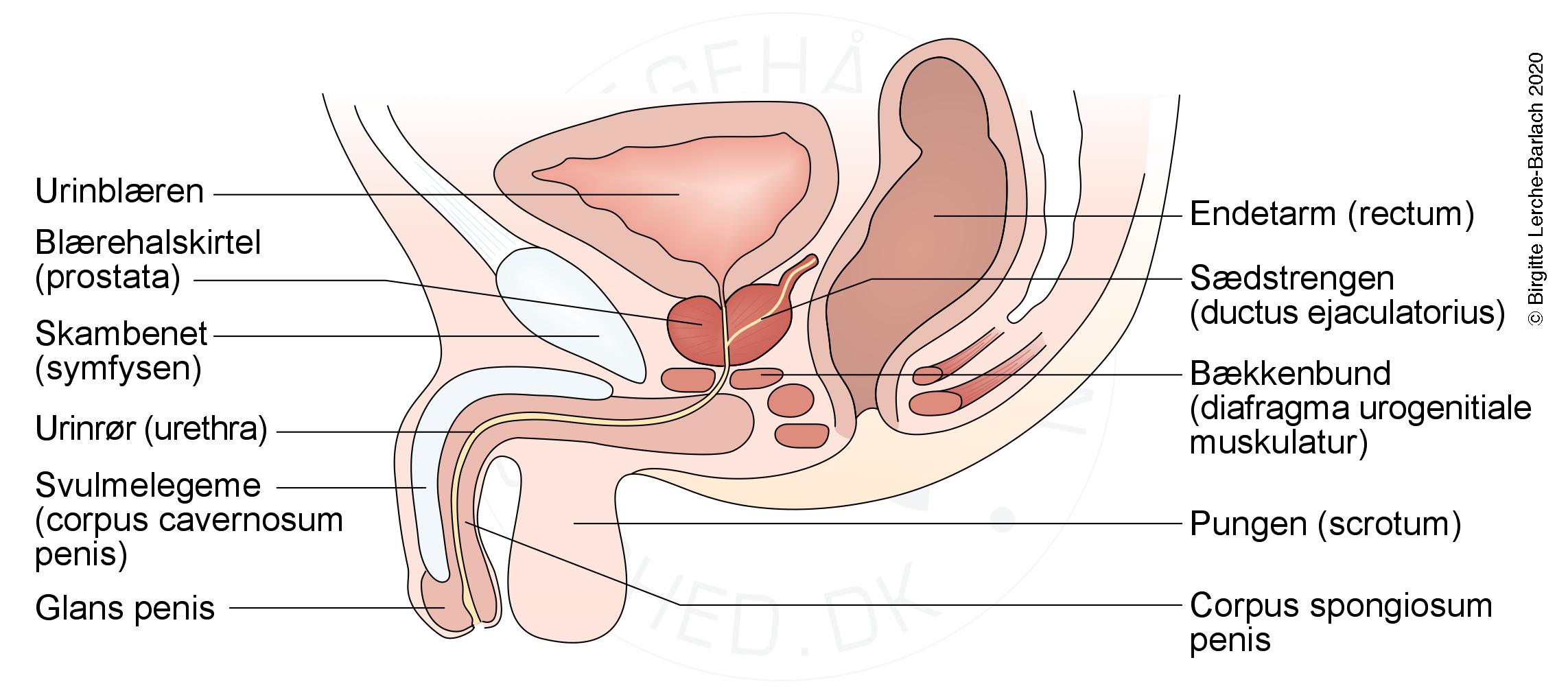 A prostatitis Lenny Rossolovsky kezelése