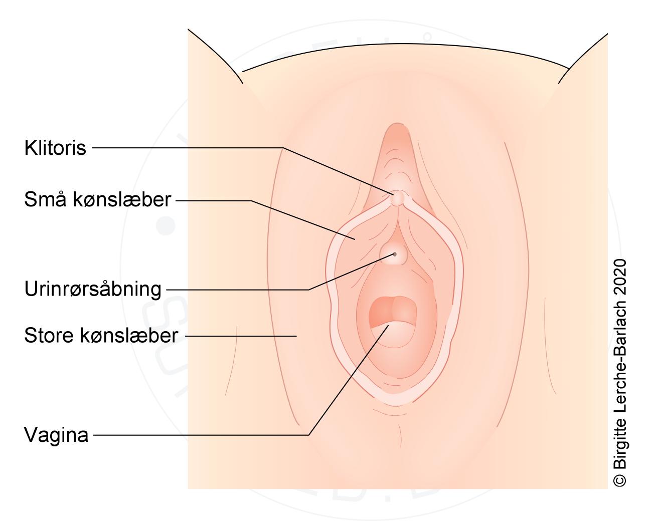 Hævet skamlæbe