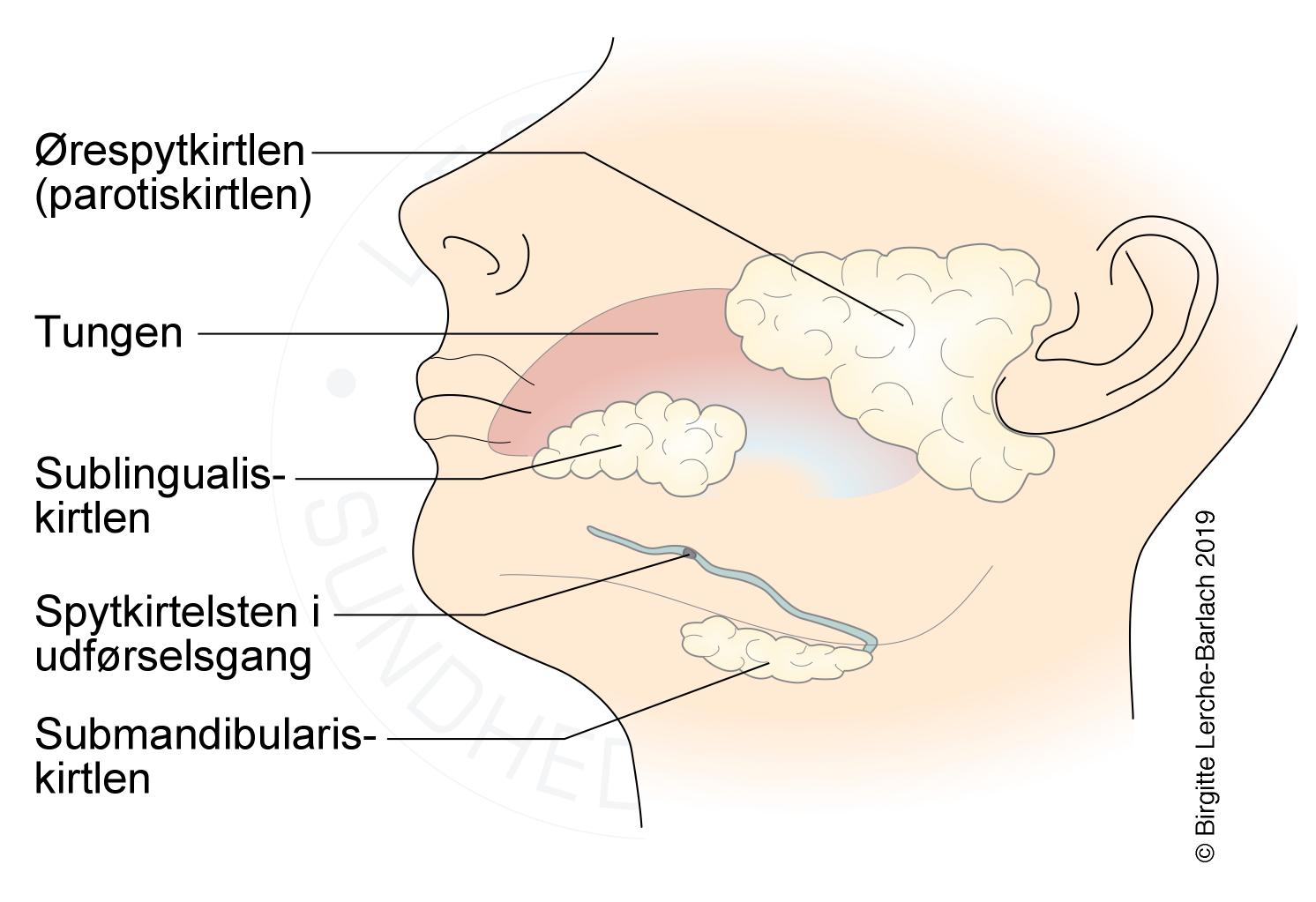 Hals lymfekirtler Instruktion i